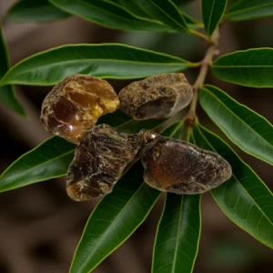 Ambre de Sumatra brute